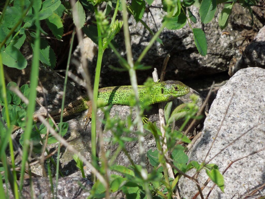 Erfolg: Zauneidechse in neu erstellter Steinlinse